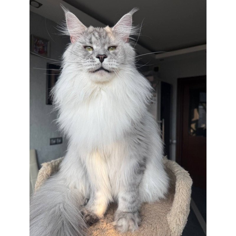 Maine Coon AP Zenith