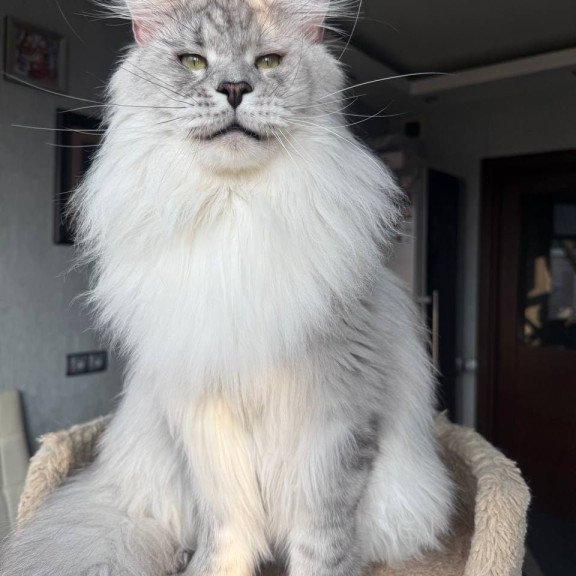 Maine Coon AP Zenith