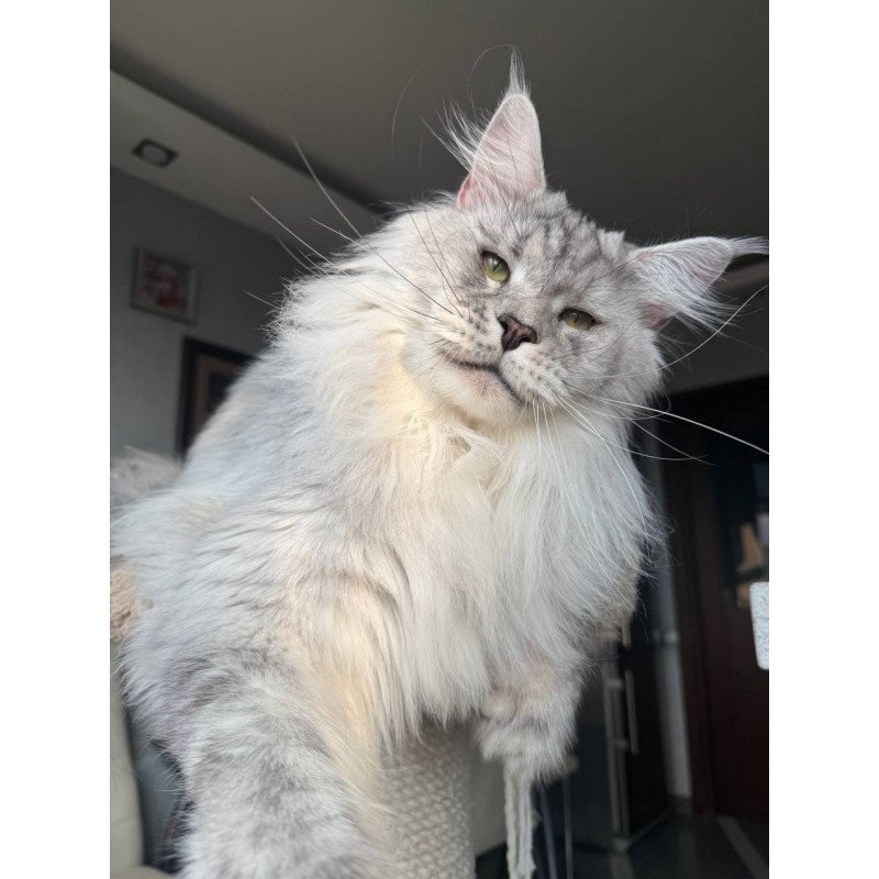 Maine Coon AP Zenith