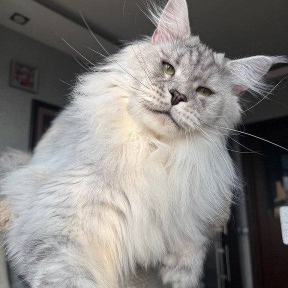 Maine Coon AP Zenith