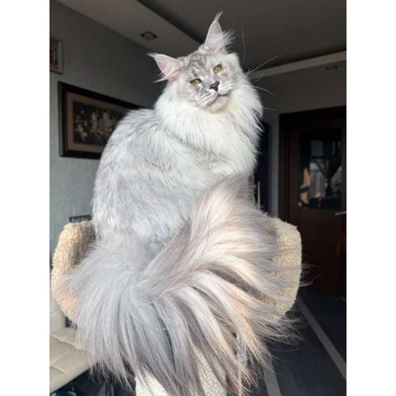Maine Coon AP Zenith