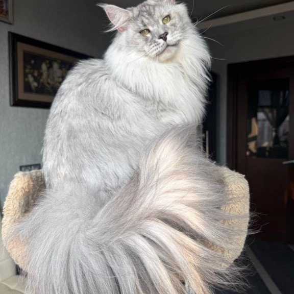 Maine Coon AP Zenith