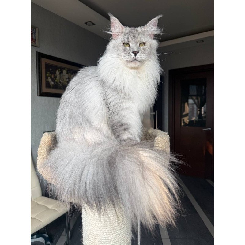 Maine Coon AP Zenith