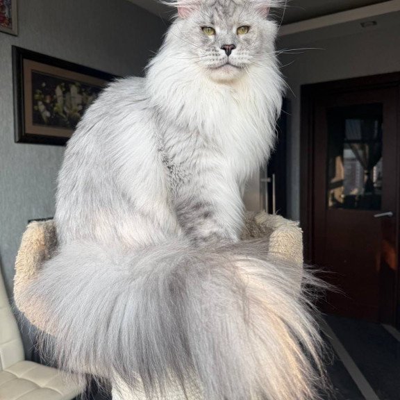 Maine Coon AP Zenith