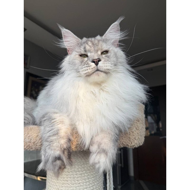 Maine Coon AP Zenith