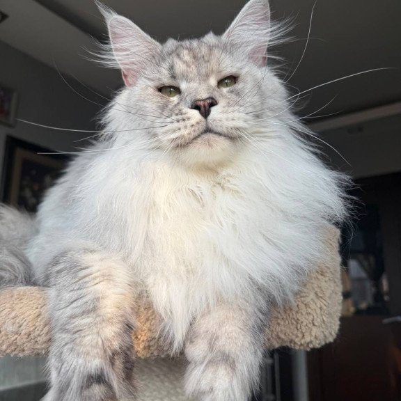 Maine Coon AP Zenith