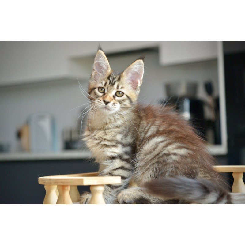 Maine Coon NOV Yathana