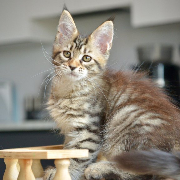 Maine Coon NOV Yathana