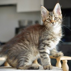 Maine Coon NOV Yathana