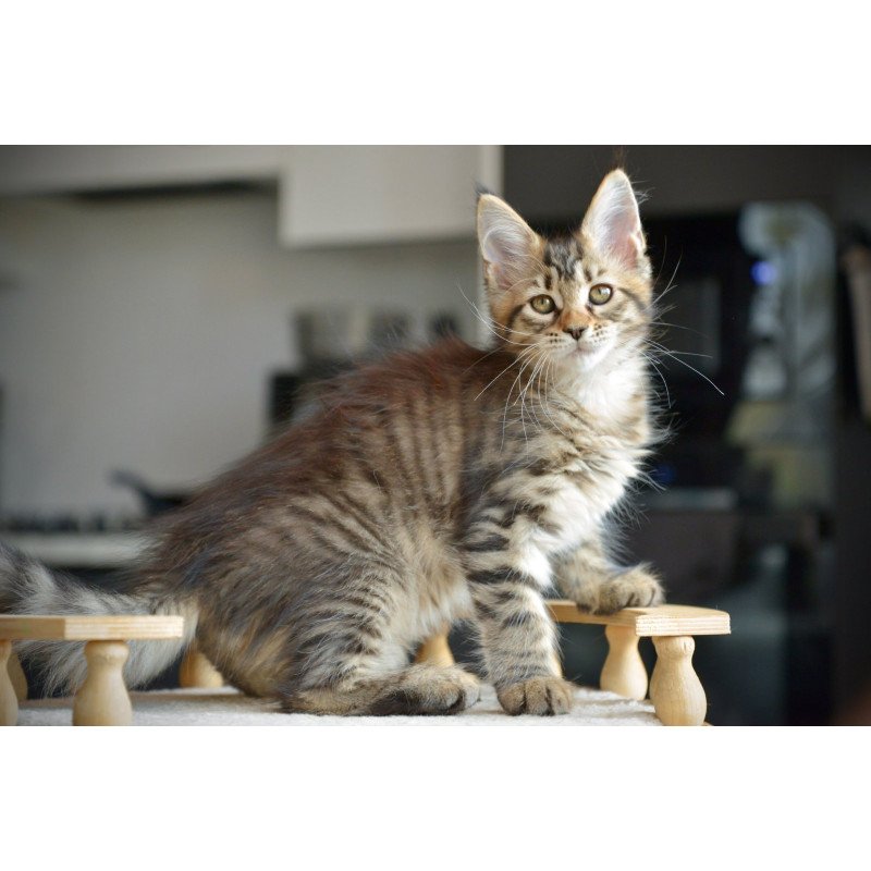 Maine Coon NOV Yathana