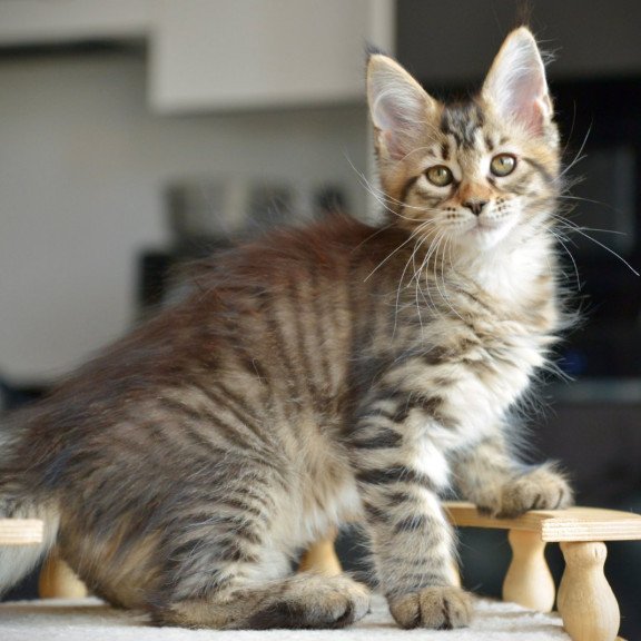 Maine Coon NOV Yathana