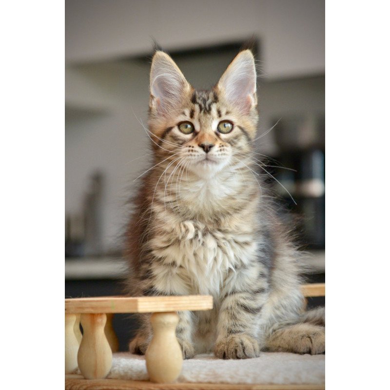 Maine Coon NOV Yathana