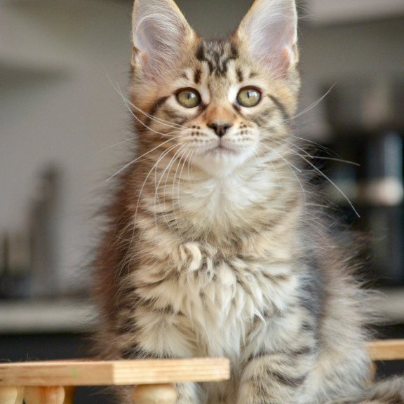 Maine Coon NOV Yathana