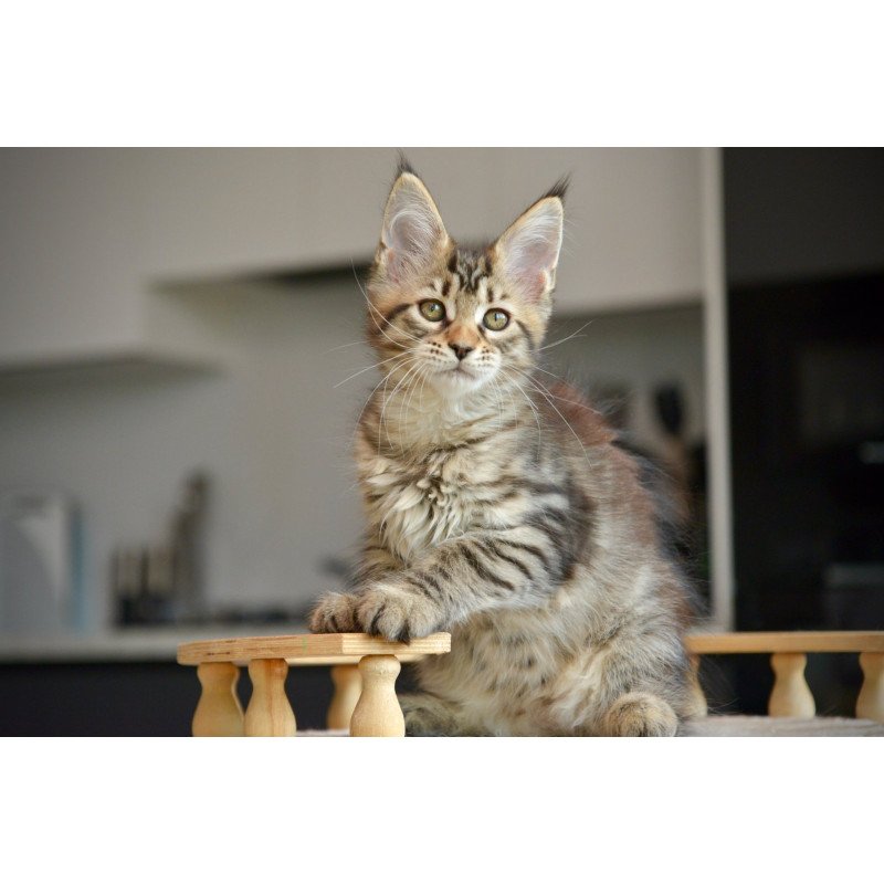 Maine Coon NOV Yathana