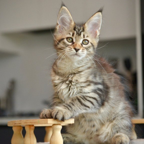 Maine Coon NOV Yathana