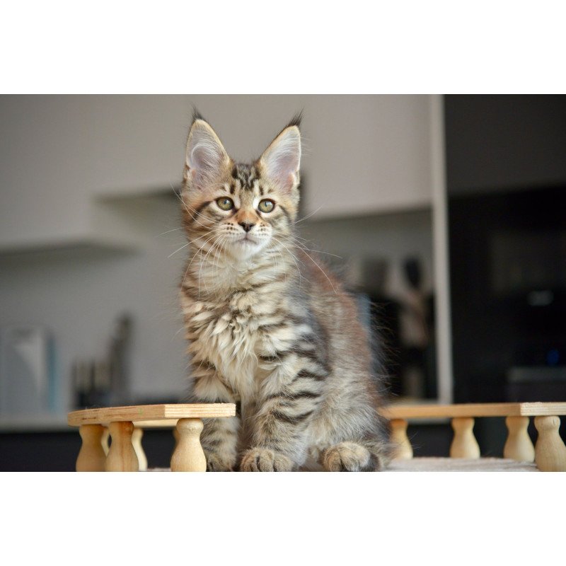 Maine Coon NOV Yathana