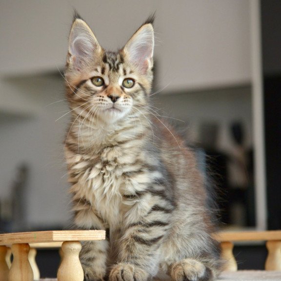 Maine Coon NOV Yathana