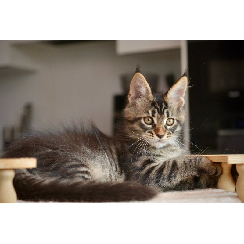 Maine Coon NOV Yavanna