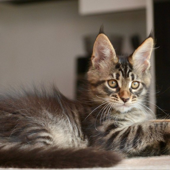 Maine Coon NOV Yavanna