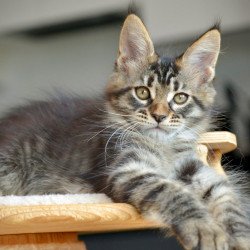 Maine Coon NOV Yavanna