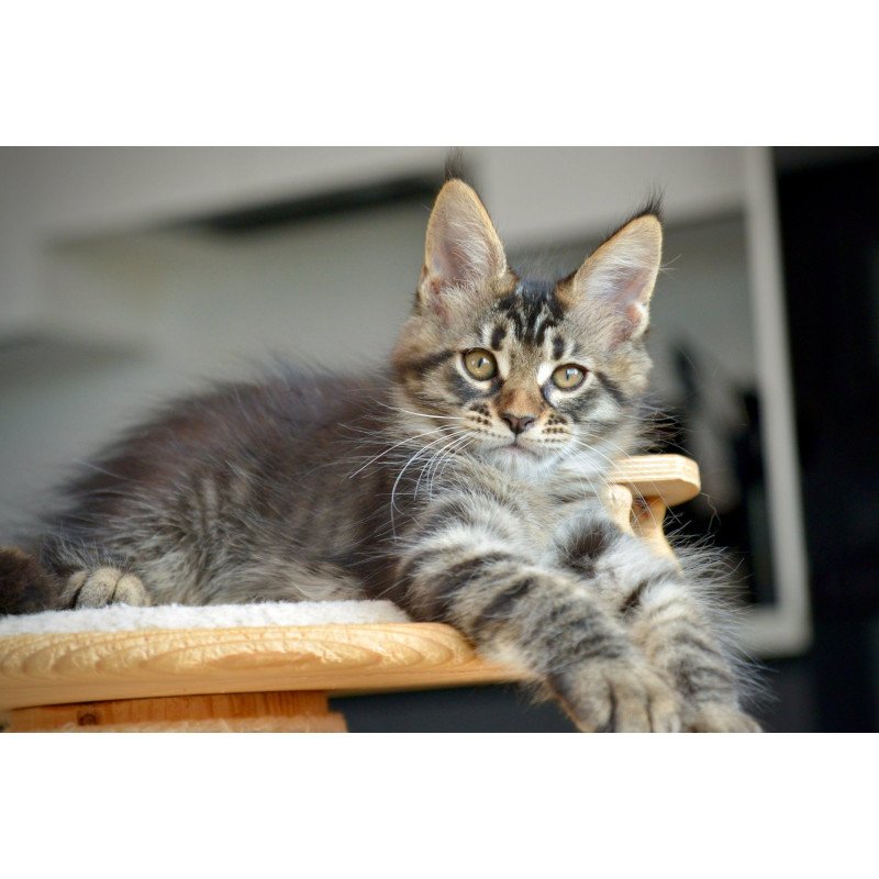 Maine Coon NOV Yavanna