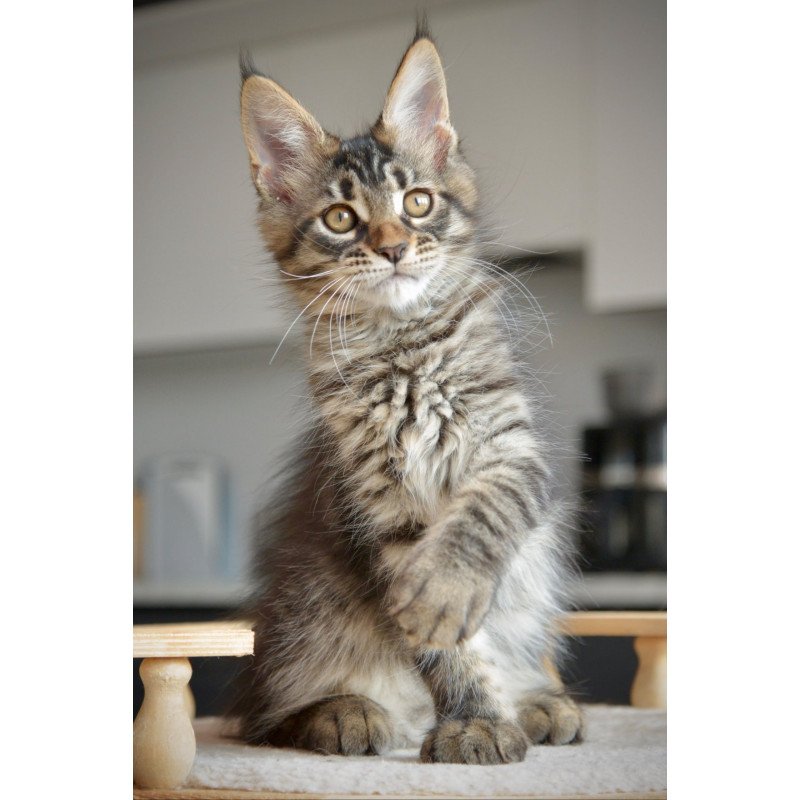 Maine Coon NOV Yavanna