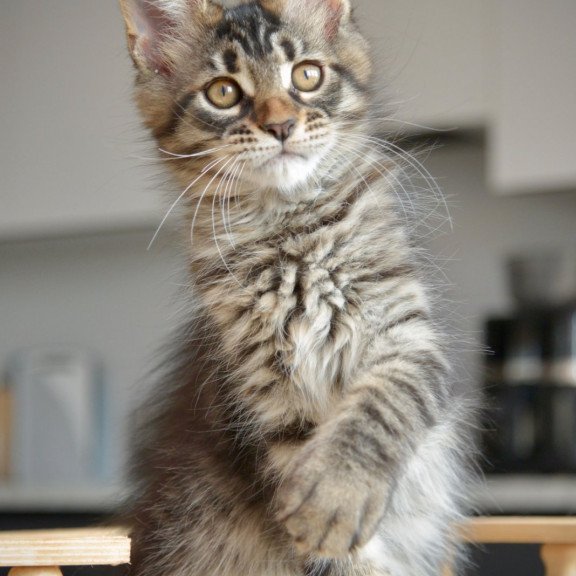 Maine Coon NOV Yavanna