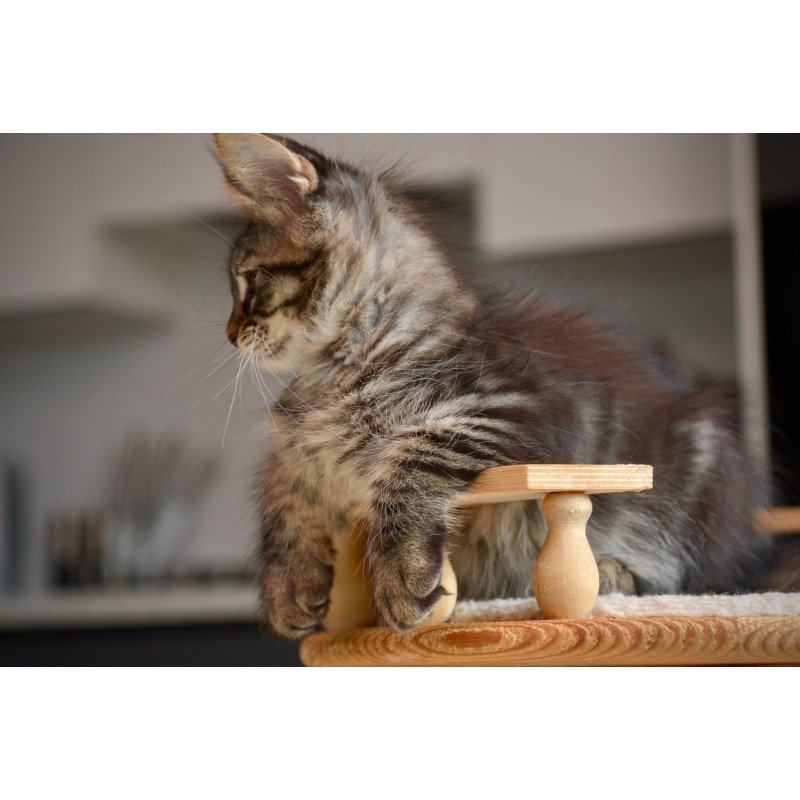 Maine Coon NOV Yavanna