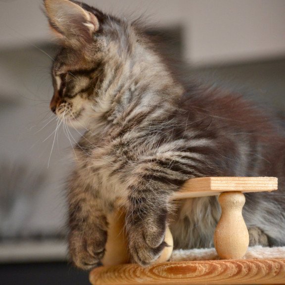 Maine Coon NOV Yavanna