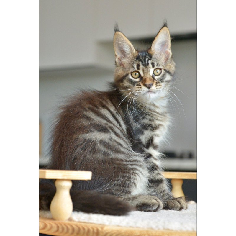 Maine Coon NOV Yavanna