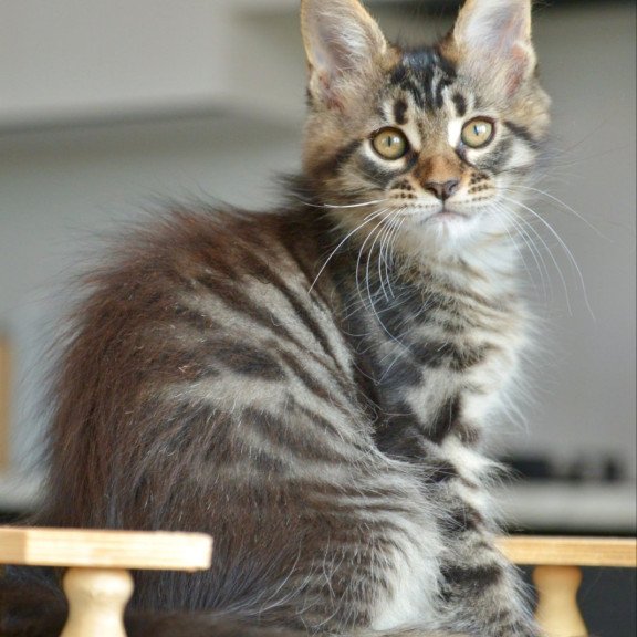 Maine Coon NOV Yavanna