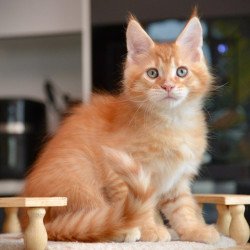 Maine Coon NOV Yarion