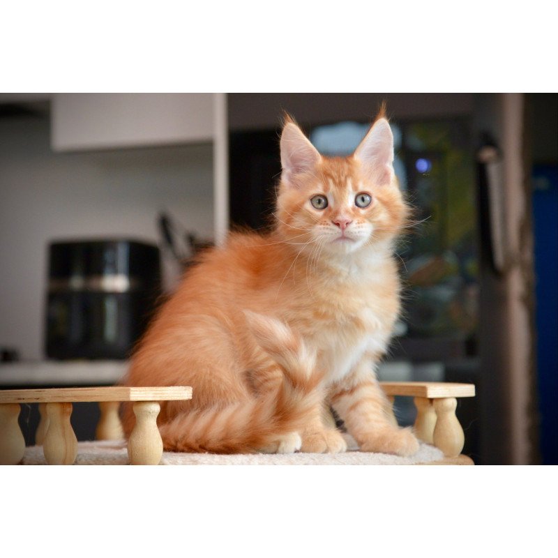 Maine Coon NOV Yarion
