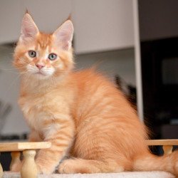 Maine Coon NOV Yarion