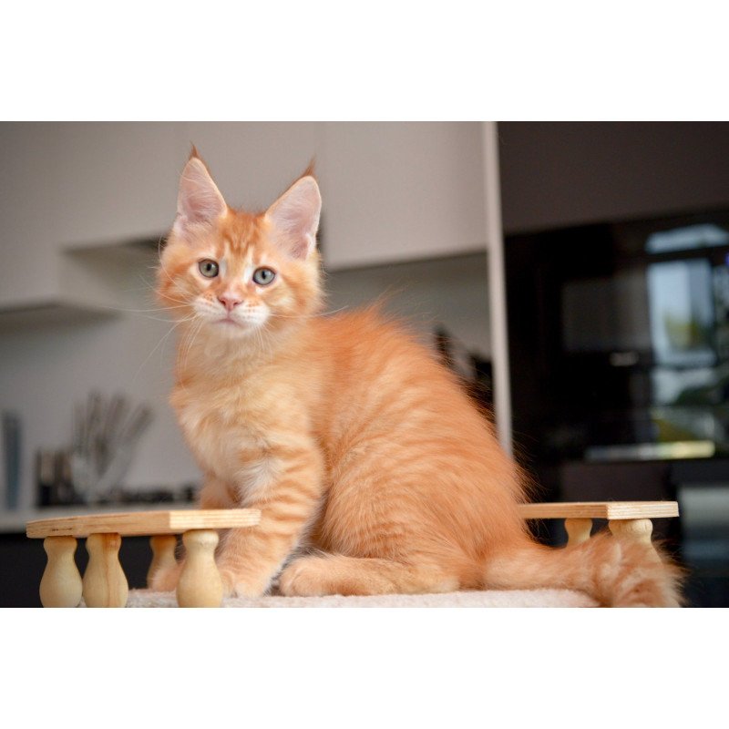 Maine Coon NOV Yarion