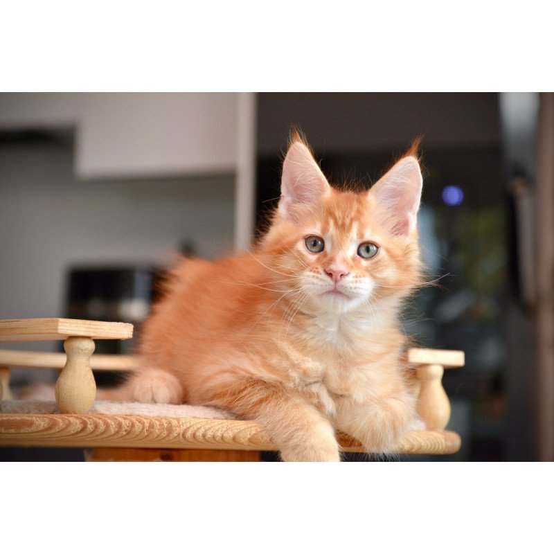 Maine Coon NOV Yarion