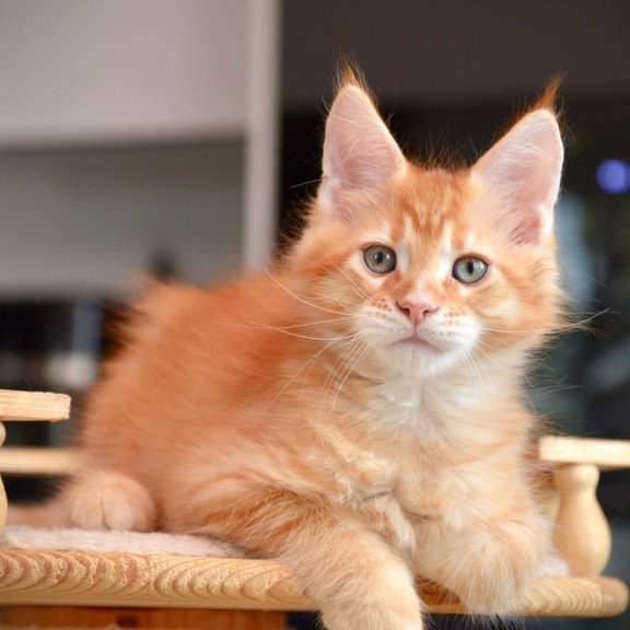Maine Coon NOV Yarion