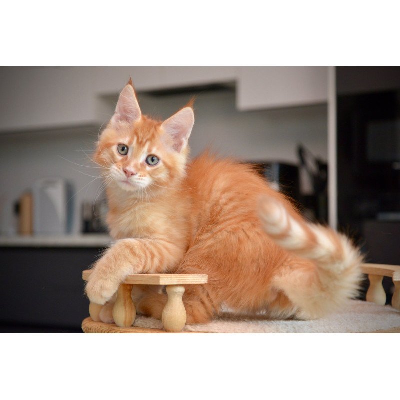 Maine Coon NOV Yarion