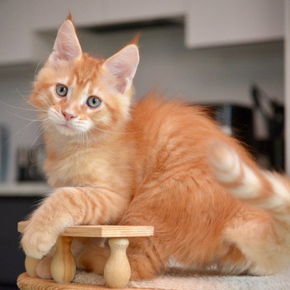 Maine Coon NOV Yarion