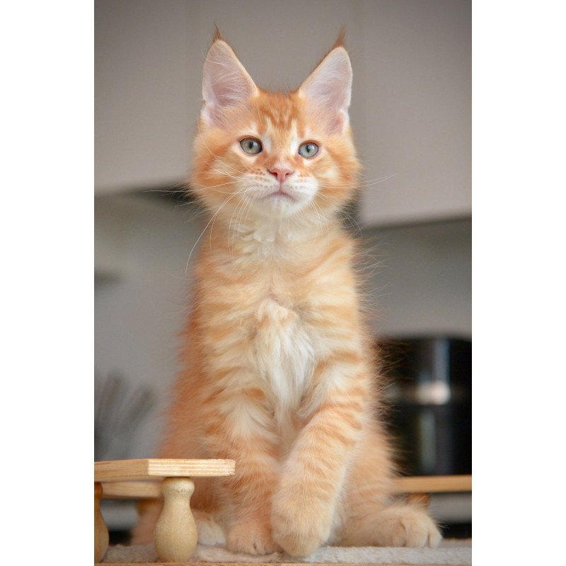 Maine Coon NOV Yarion