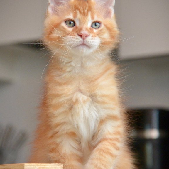 Maine Coon NOV Yarion