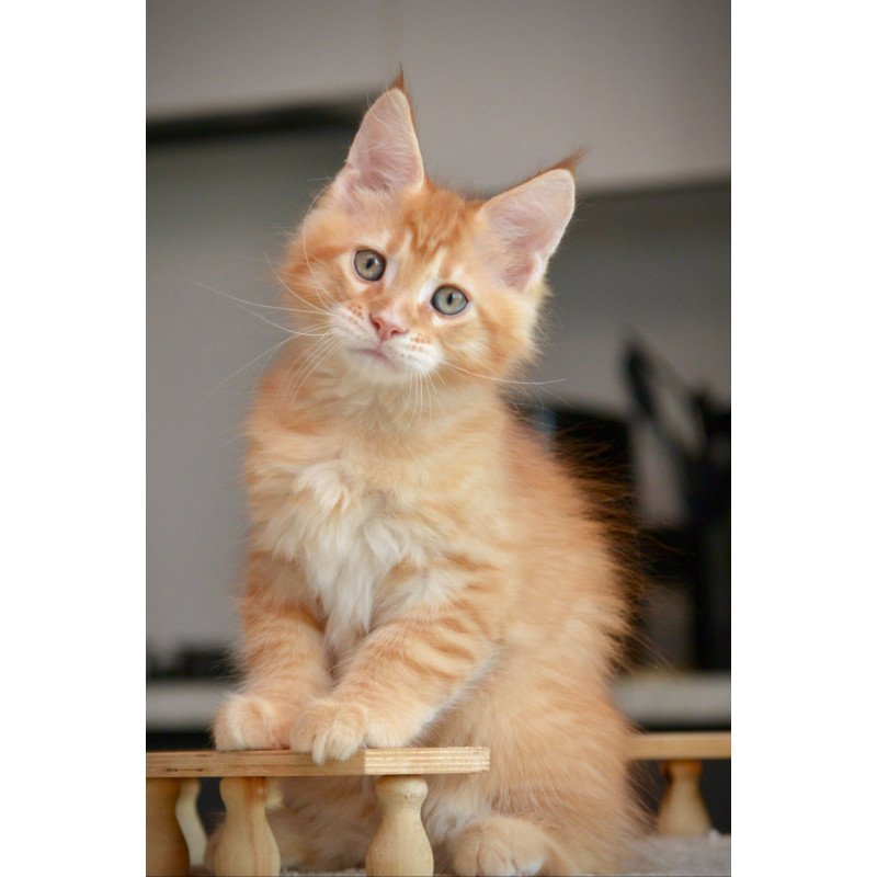 Maine Coon NOV Yarion