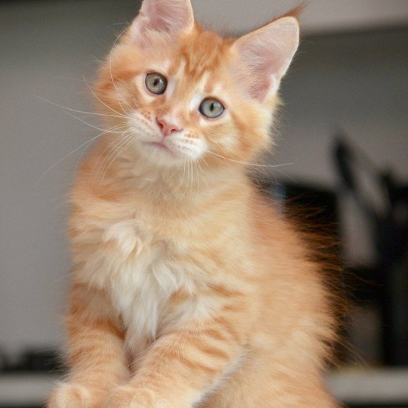 Maine Coon NOV Yarion
