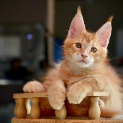 Maine Coon NOV Ylariel