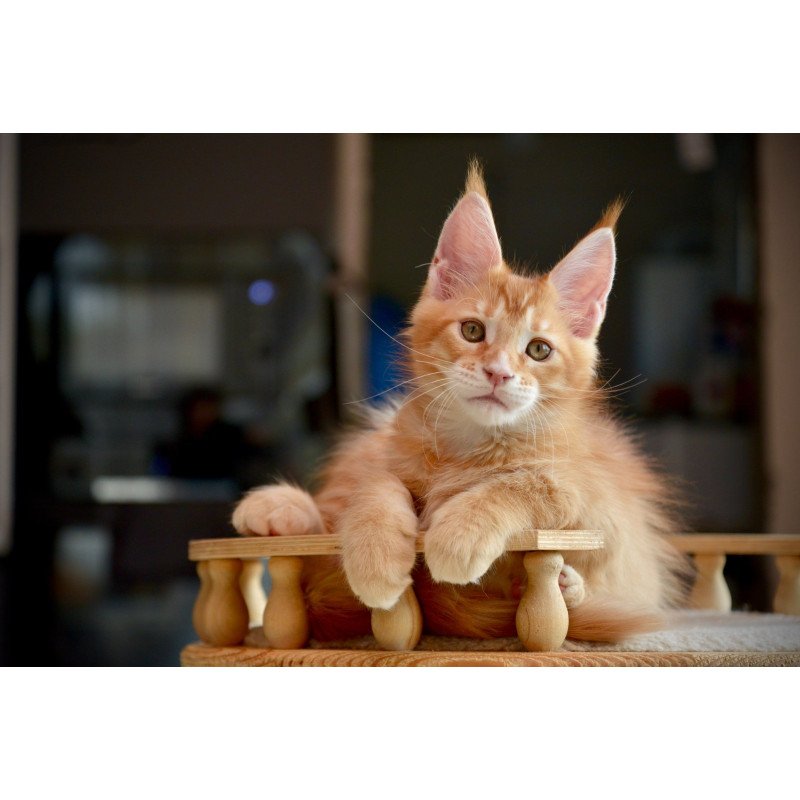 Maine Coon NOV Ylariel
