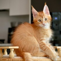 Maine Coon NOV Ylariel