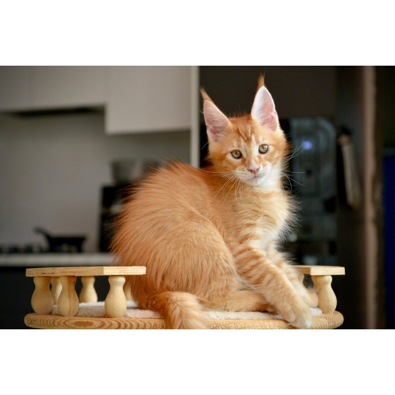 Maine Coon NOV Ylariel