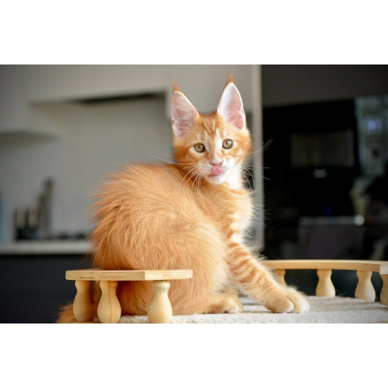 Maine Coon NOV Ylariel