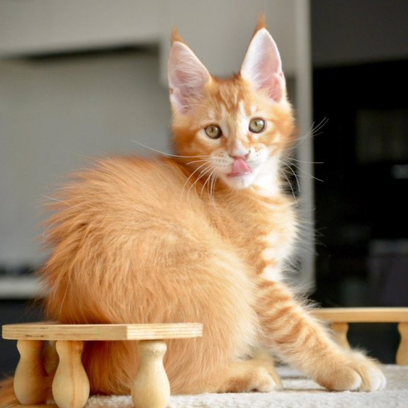 Maine Coon NOV Ylariel