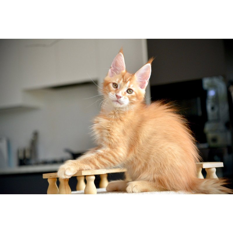 Maine Coon NOV Ylariel